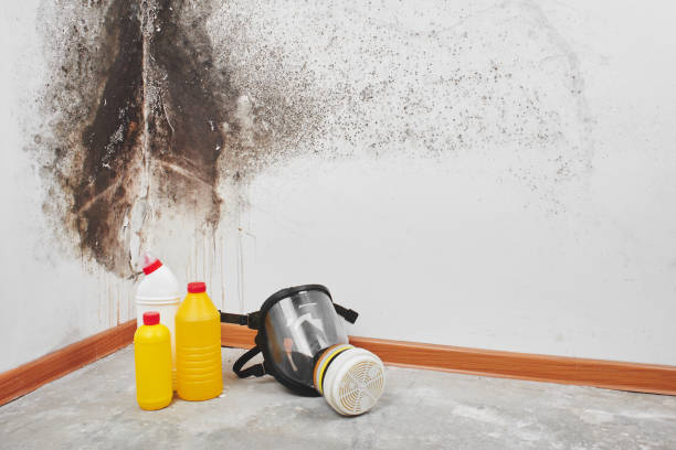 Best Professional Mold Removal  in Davie, FL