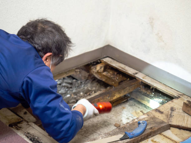 Best Attic Mold Removal  in Davie, FL