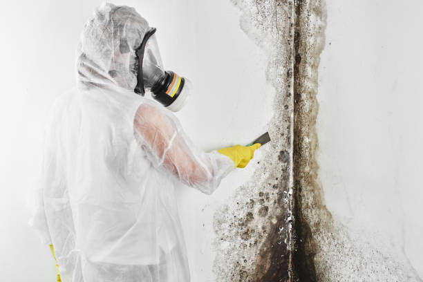 Best Fast Mold Removal  in Davie, FL