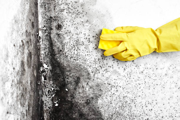 Mold Removal Process in Davie, FL