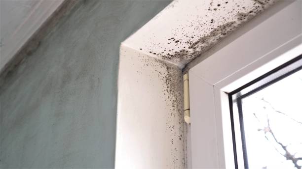 Best Mold Removal Process  in Davie, FL