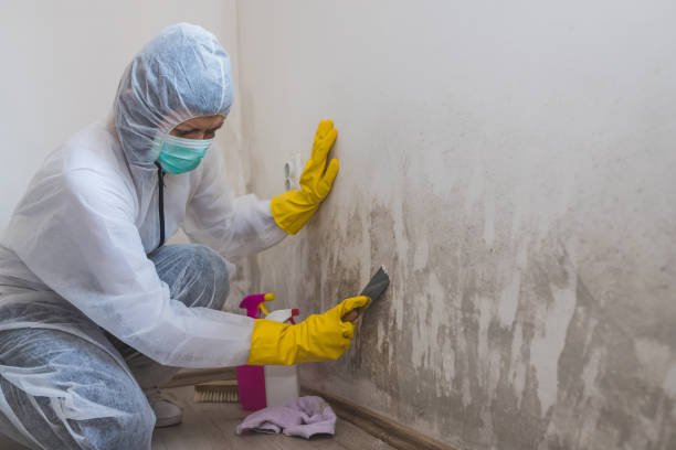 Best Emergency Mold Removal  in Davie, FL