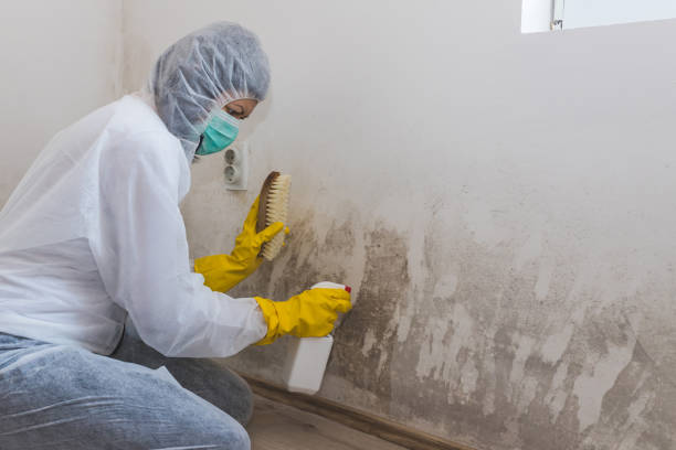 Best Best Mold Removal Companies  in Davie, FL