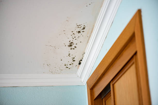 Best Mold Cleaning Services  in Davie, FL