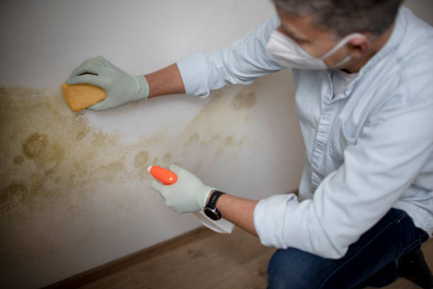 Best Emergency Mold Removal  in Davie, FL