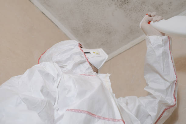 Best Emergency Mold Removal  in Davie, FL