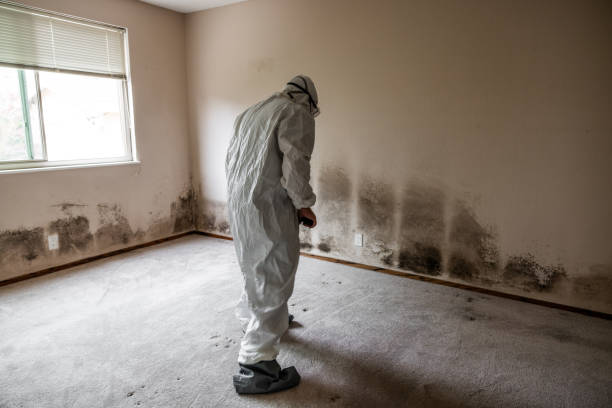 Best Mold Removal Process  in Davie, FL