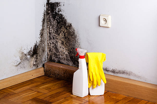 Water Damage Restoration in Davie, FL