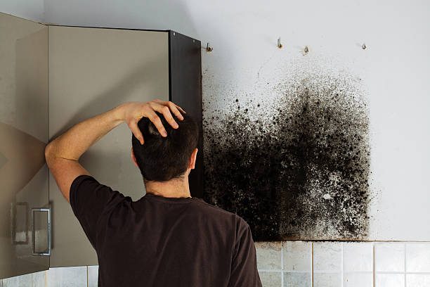 Best Affordable Mold Removal  in Davie, FL