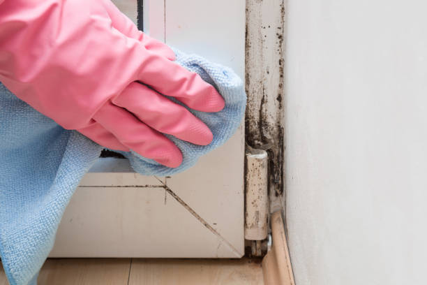 Best Professional Mold Removal  in Davie, FL